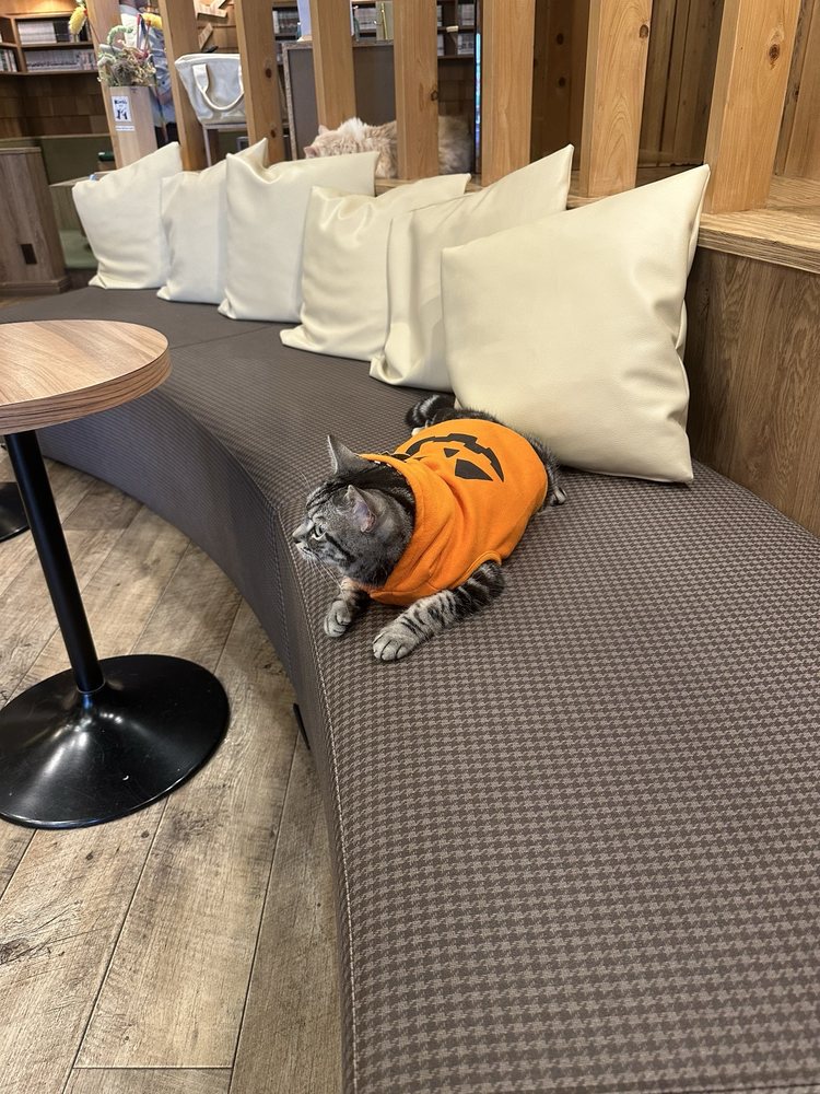 CAT CAFE MOCHA Akihabara