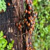 Redwood Regional Park gift card
