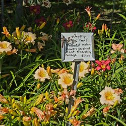 Willamette Koi and Water Lilies - Check out the prices on their day lilies....notice the dragonfly on the sign?