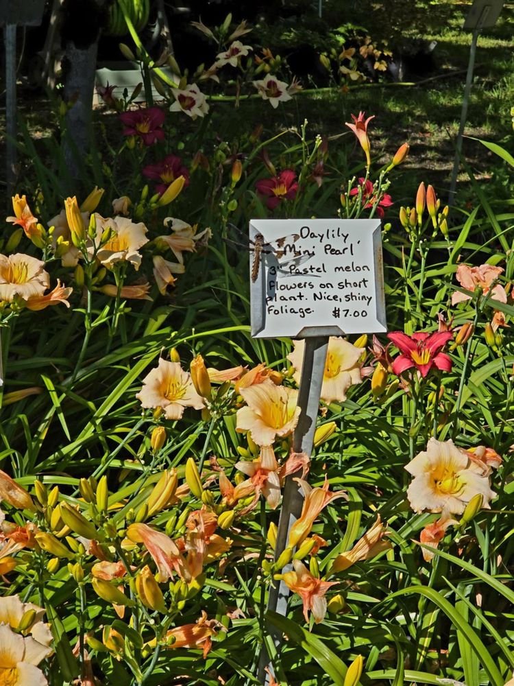 Willamette Koi and Water Lilies - koi in Salem, OR
