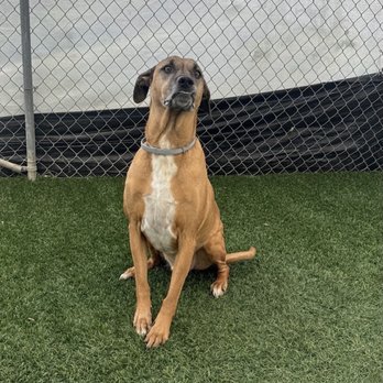 Performance K9 Training - Pet Training Near Me - Bonsall, California Performance K9 Training - Pet Training Near Me - Bonsall, California