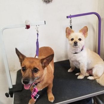 Joyful PawZ Pet Services - Dog Walkers Near Me Joyful PawZ Pet Services - Dog Walkers Near Me