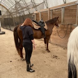 Castlewood Stables - Horses