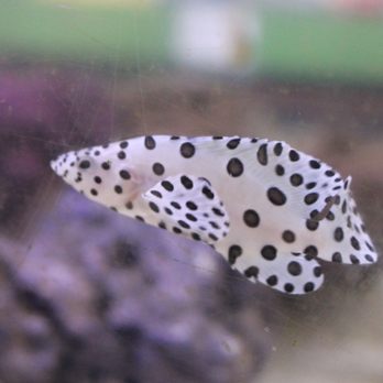 Hacienda Aquatics - Pet Stores Near Me - La Puente, California
