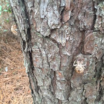 Imperial Oaks Recreation Park - Yikes - what are these? - Dog Parks Near Me - Spring, Texas Imperial Oaks Recreation Park - Yikes - what are these? - Dog Parks Near Me - Spring, Texas