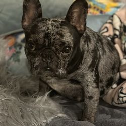 Joyful Noise Frenchies