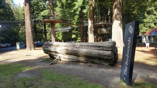 Redwoods – Whakarewarewa Forest by null