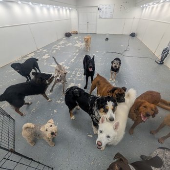 Macatawa Dog Training - Jasper - with his crew. - Pet Training Near Me - Holland, Michigan Macatawa Dog Training - Jasper - with his crew. - Pet Training Near Me - Holland, Michigan