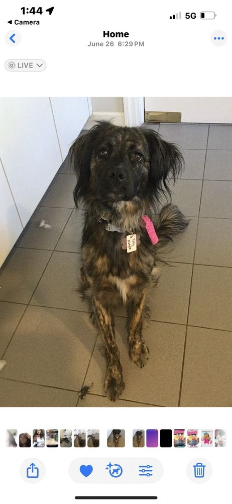 The Watering Bowl in Brentwood - pet boarding facility in St Louis, MO