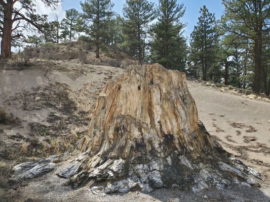 Florissant Fossil Beds National Monument by null
