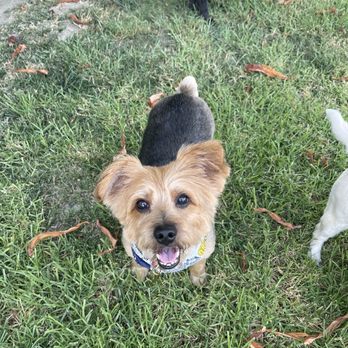 Doggie Avenue - Pet Groomers Near Me - Burbank, California Doggie Avenue - Pet Groomers Near Me - Burbank, California
