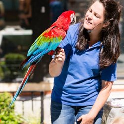 Wildlife Ambassadors - Beautiful Oliver the greenwing macaw entertaining a large outdoor crowd.