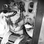 Photo of K-9 Fitness & Training