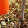 Photo of Sacramento Tree Foundation