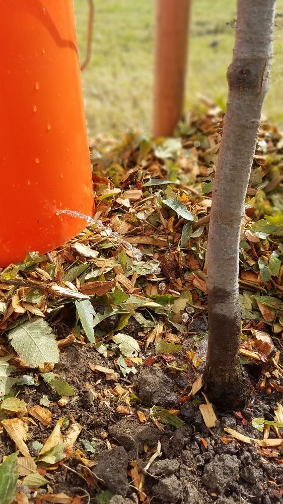 Sacramento Tree Foundation - social services organization in Sacramento, CA