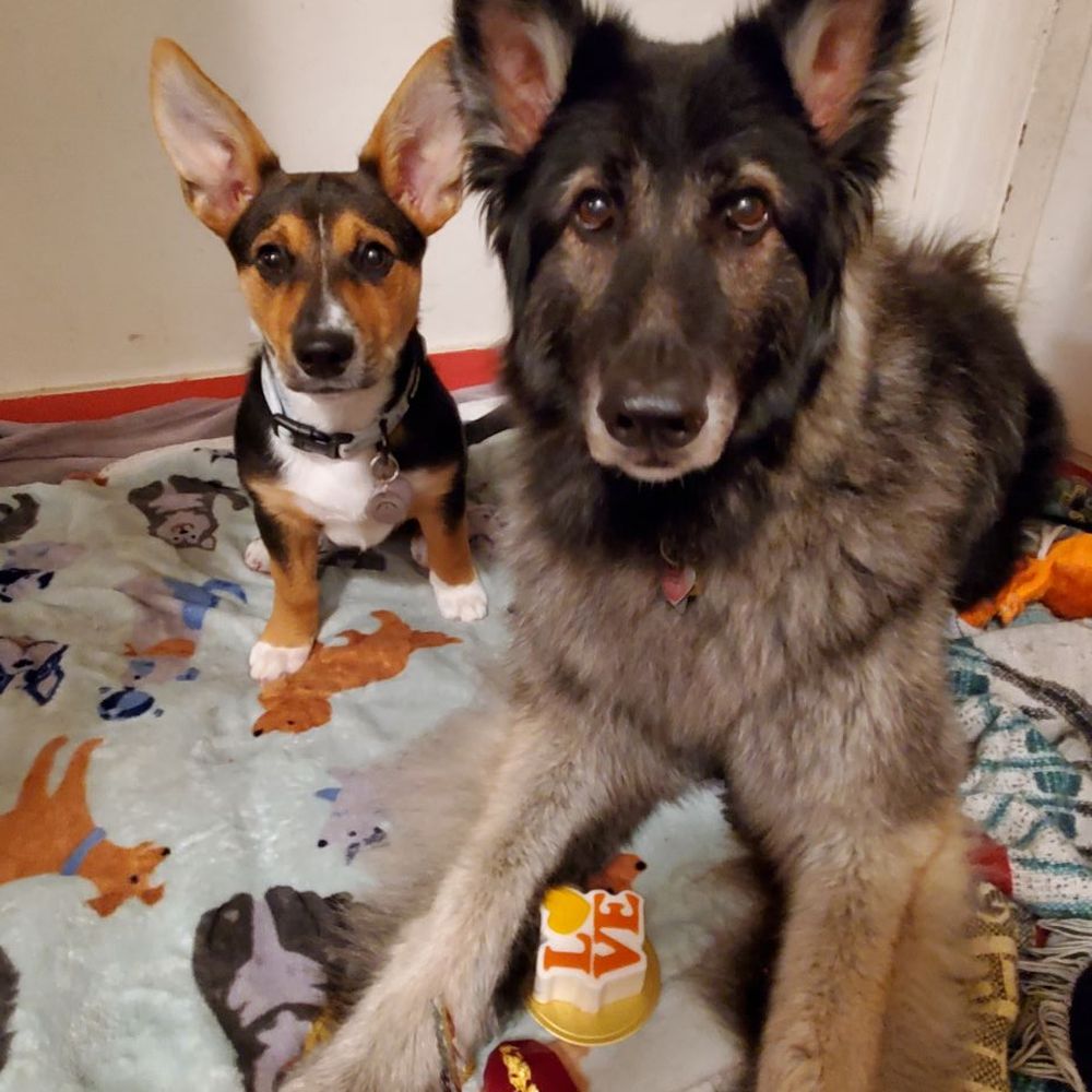Mishka - Finally was able to get their attention to get a photo with the cakes by using the third cake as distraction - Pet Stores Near Me - San Francisco, California