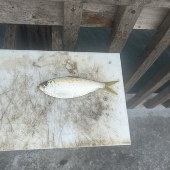 Gulf State Park Pier - Bait - Parks Near Me - Gulf Shores, Alabama Gulf State Park Pier - Bait - Parks Near Me - Gulf Shores, Alabama
