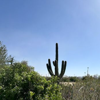 Desert Botanical Garden - Botanical Gardens Near Me - Phoenix, Arizona Desert Botanical Garden - Botanical Gardens Near Me - Phoenix, Arizona