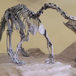 Dinosaur Museum