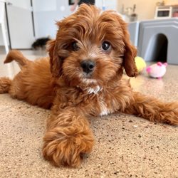 Petite Pup