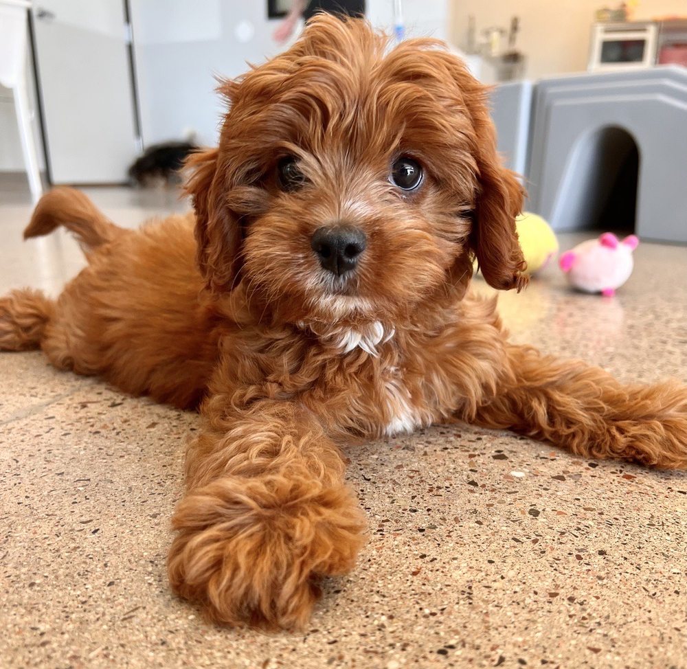 Petite Pup - pet boarding facility in Scottsdale, AZ