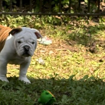 Dirty Deeds Pet Waste Services - Pet Waste Removal Near Me - Chester, Maryland