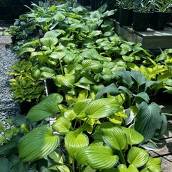 Lee's Produce and Garden - Beautiful variety of planters