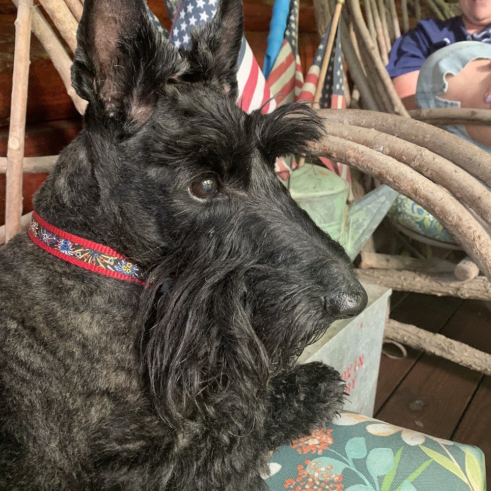 Door County Scotland Yard - Sparky relaxing on the porch - Bed & Breakfast Near Me - Baileys Harbor, Wisconsin Door County Scotland Yard - Sparky relaxing on the porch - Bed & Breakfast Near Me - Baileys Harbor, Wisconsin