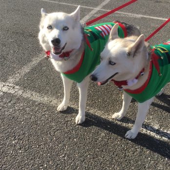 Kahlua Ugly Sweater Run - PUPPIES!!!! - Races & Competitions Near Me - Brooklyn, New York Kahlua Ugly Sweater Run - PUPPIES!!!! - Races & Competitions Near Me - Brooklyn, New York