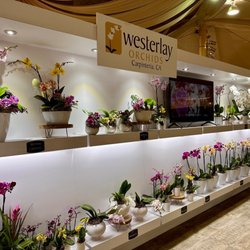 Westerlay Orchids - Santa Barbara International Orchid Show display