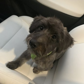 Barks & Tales Dog Spa - Pet Sitting Near Me - Miami, Florida Barks & Tales Dog Spa - Pet Sitting Near Me - Miami, Florida