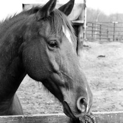 East Fork Stables & Lodge