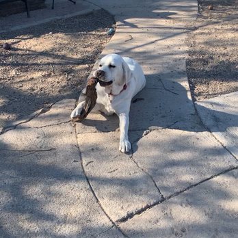 Como Pet Lodge - Dogs - Pet Boarding Near Me - Tucson, Arizona Como Pet Lodge - Dogs - Pet Boarding Near Me - Tucson, Arizona
