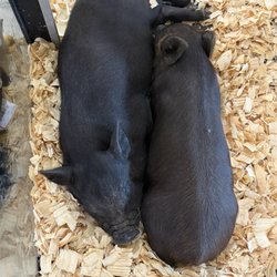 New Braunfels Feed & Supply