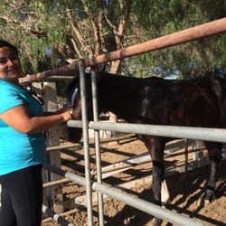Everything Equine