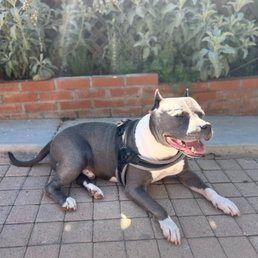 Our dog living it up at Vintage Sixx