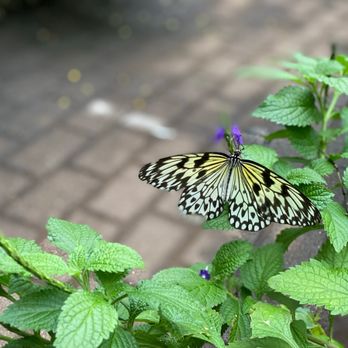 The Butterfly Place - Butterfly - Botanical Gardens Near Me - Westford, Massachusetts