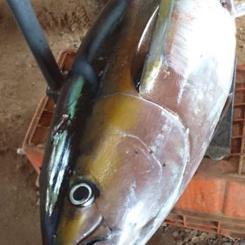Akira Sushi - Fresh Big Tuna - Sushi Bars Near Me - Baja California Sur, BCS