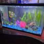 Photo of Nahacky's Aquarium