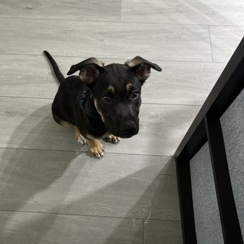 Blueprints Dog Training - Pet Training Near Me Blueprints Dog Training - Pet Training Near Me