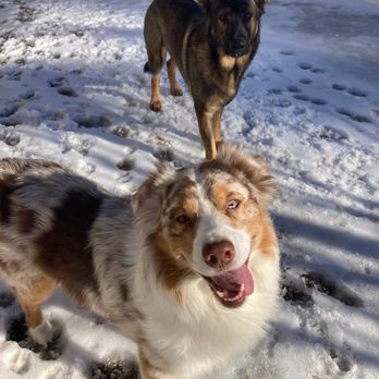 Tail Wagging Walks - Pet Boarding Near Me Tail Wagging Walks - Pet Boarding Near Me