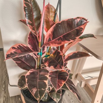 Rainbow - Ruby Rubber Plant - Nurseries & Gardening Near Me - Rosemead, California