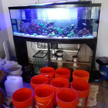 Bob's Fish Services - 60 gallon water change on a 150 gallon mixed reef system. - Aquarium Services Near Me Bob's Fish Services - 60 gallon water change on a 150 gallon mixed reef system. - Aquarium Services Near Me
