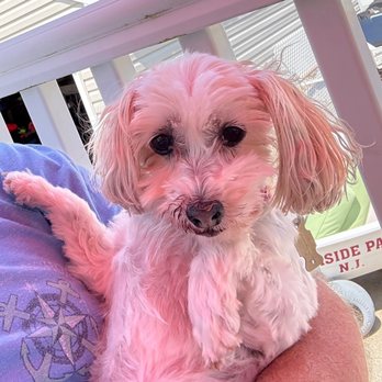 Happy Pet Tails - Arianna - Pet Groomers Near Me - Garfield, New Jersey Happy Pet Tails - Arianna - Pet Groomers Near Me - Garfield, New Jersey