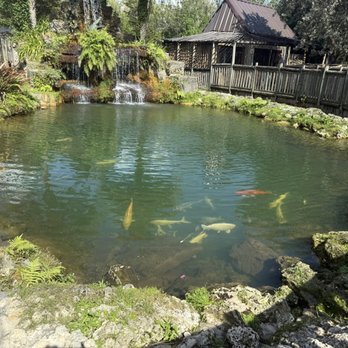 Everglades Alligator Farm - Koi - Zoos Near Me - Homestead, Florida Everglades Alligator Farm - Koi - Zoos Near Me - Homestead, Florida