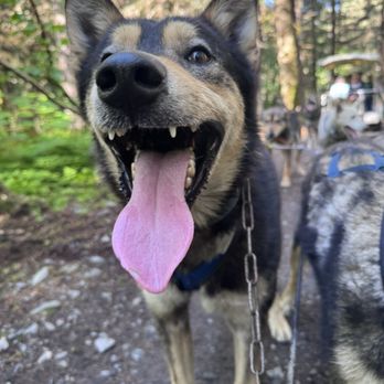 Seavey's IdidaRide Dog Sled Tours - Tours Near Me - Seward, Alaska Seavey's IdidaRide Dog Sled Tours - Tours Near Me - Seward, Alaska