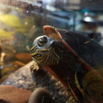 Hartley Nature Center - Painted turtle - Parks Near Me - Duluth, Minnesota