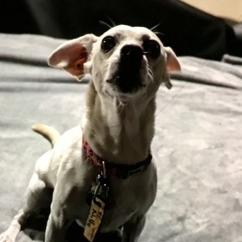 Always Unleashed Pet Resort - Night time photo- boarding - Pet Training Near Me - Scottsdale, Arizona
