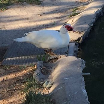 Rancho Jurupa Park - Cleatus (my boys decided the name), is still around like a boss. - Parks Near Me - Riverside, California Rancho Jurupa Park - Cleatus (my boys decided the name), is still around like a boss. - Parks Near Me - Riverside, California