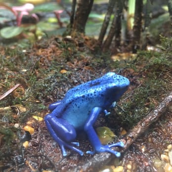 Zoo Miami - Poisonous frogs - Zoos Near Me - Miami, Florida Zoo Miami - Poisonous frogs - Zoos Near Me - Miami, Florida